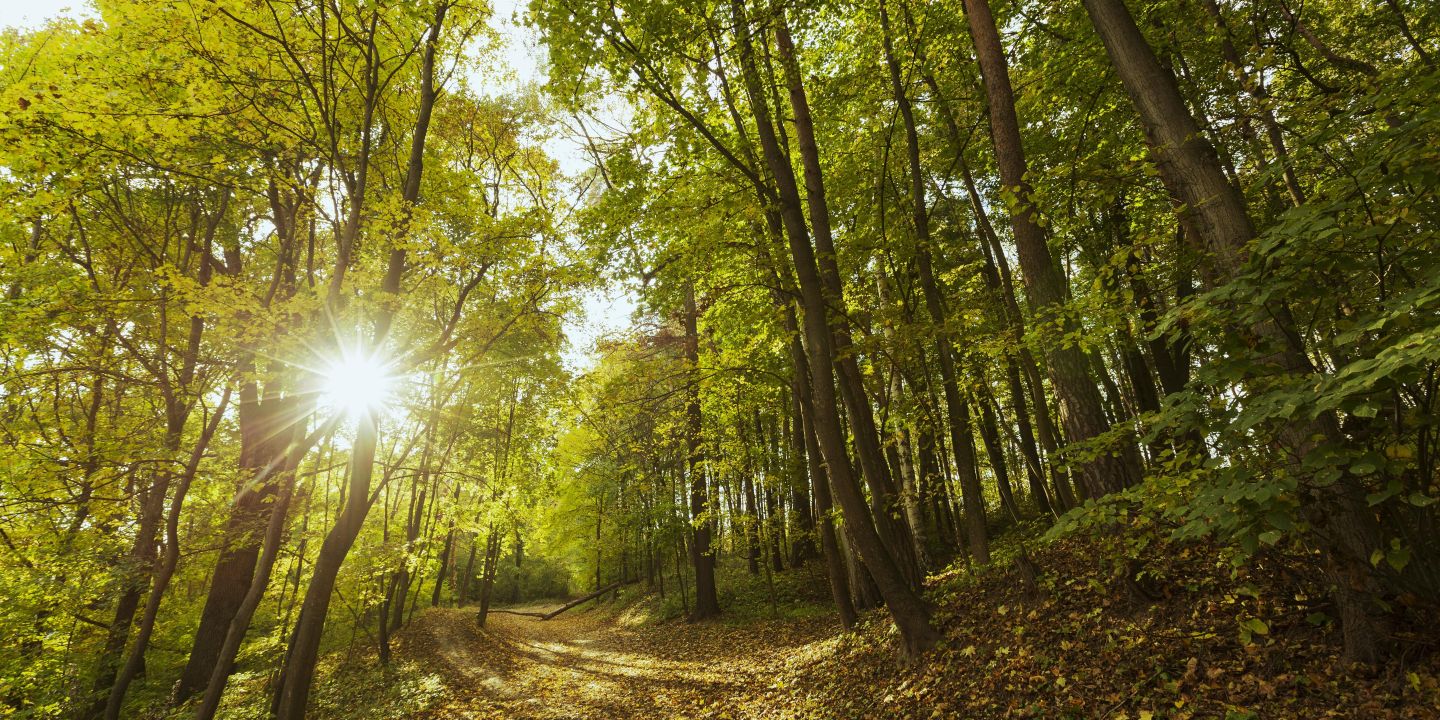 Wilde Wälder Europas